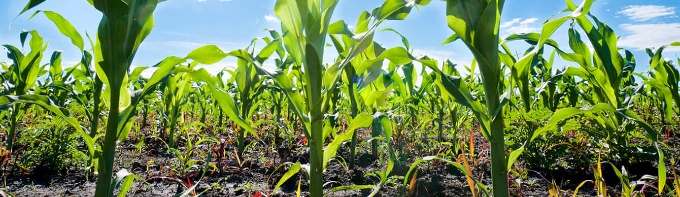  corn field of